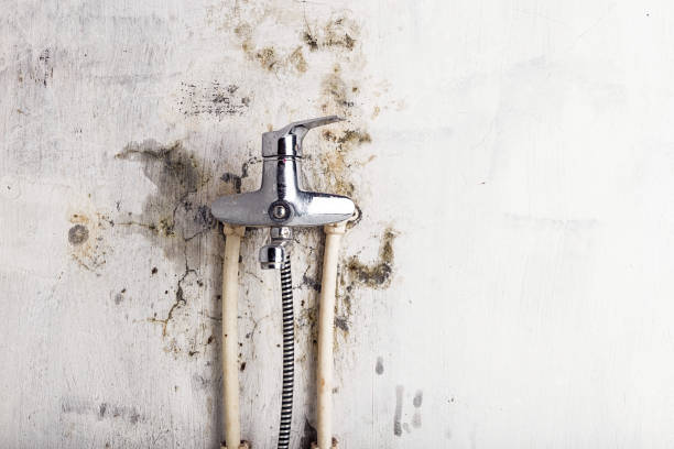 Best Health and Safety Mold Remediation in Landover Hills, MD