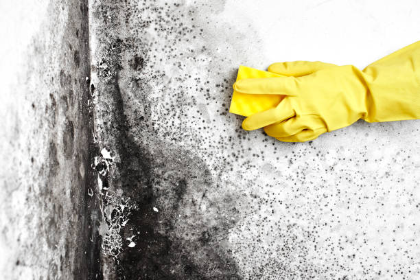 Best Post-Flood Mold Remediation in Landover Hills, MD