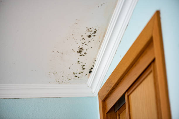 Best Black Mold Remediation in Landover Hills, MD