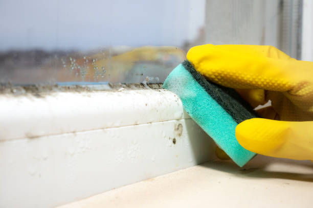 Best Insurance-Related Mold Remediation in Landover Hills, MD