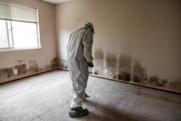 Professional Mold Remediation in Landover Hills, MD